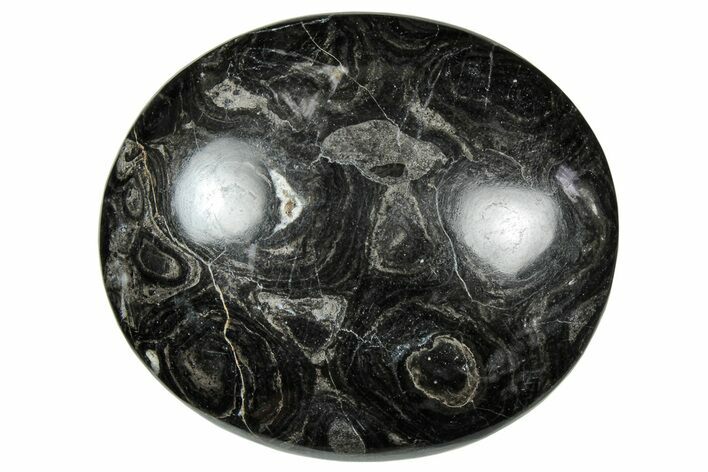 Polished Stromatolite (Greysonia) - Bolivia #302514